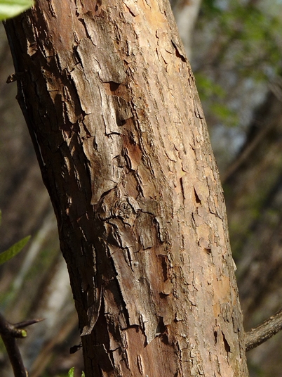 {Sideroxylon lycioides}